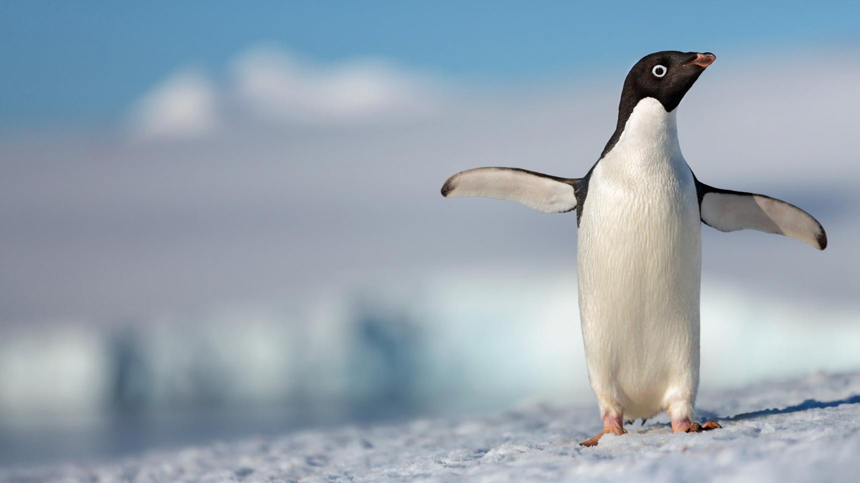Fondo de pantalla de la película Penguins en Cliver.tv gratis