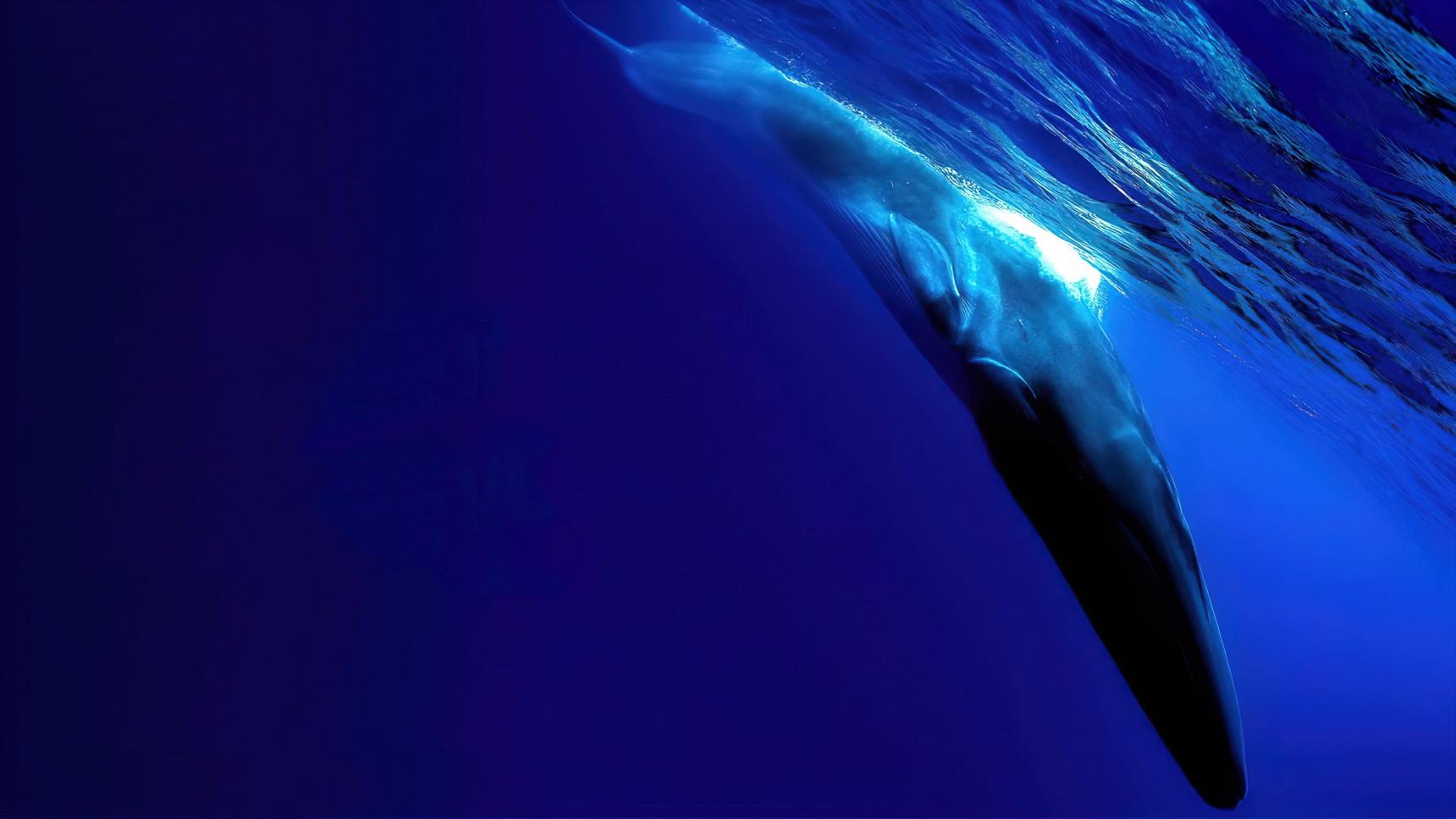 Fondo de pantalla de la película The Loneliest Whale: The Search for 52 en Cliver.tv gratis