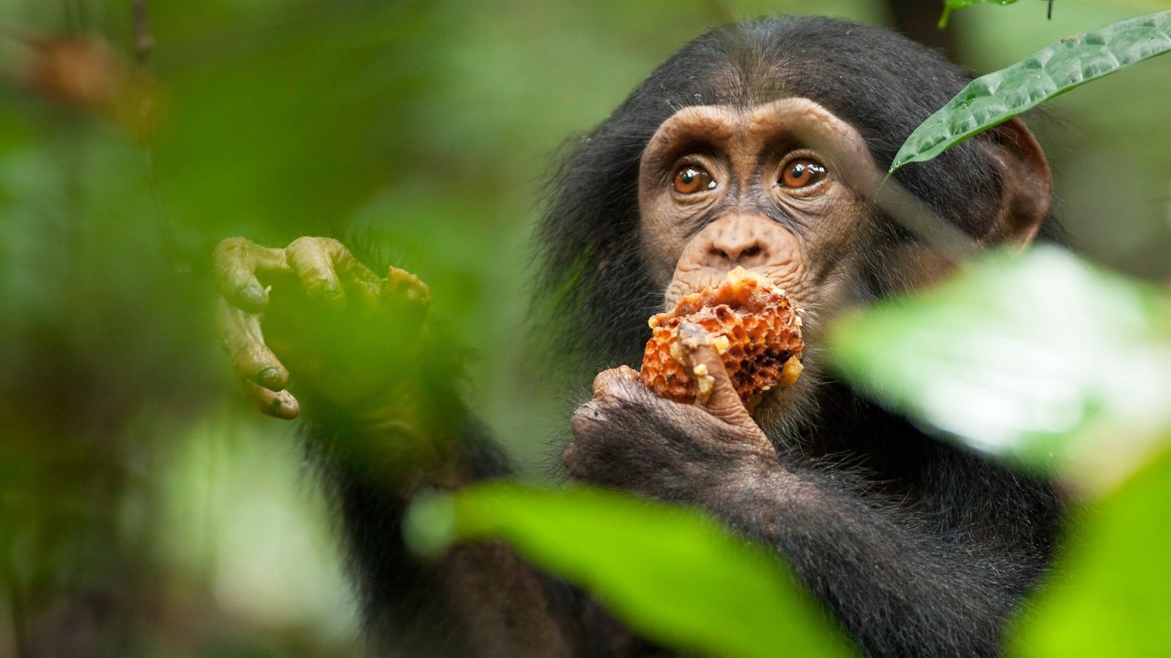 Fondo de pantalla de la película Chimpancés en Cliver.tv gratis