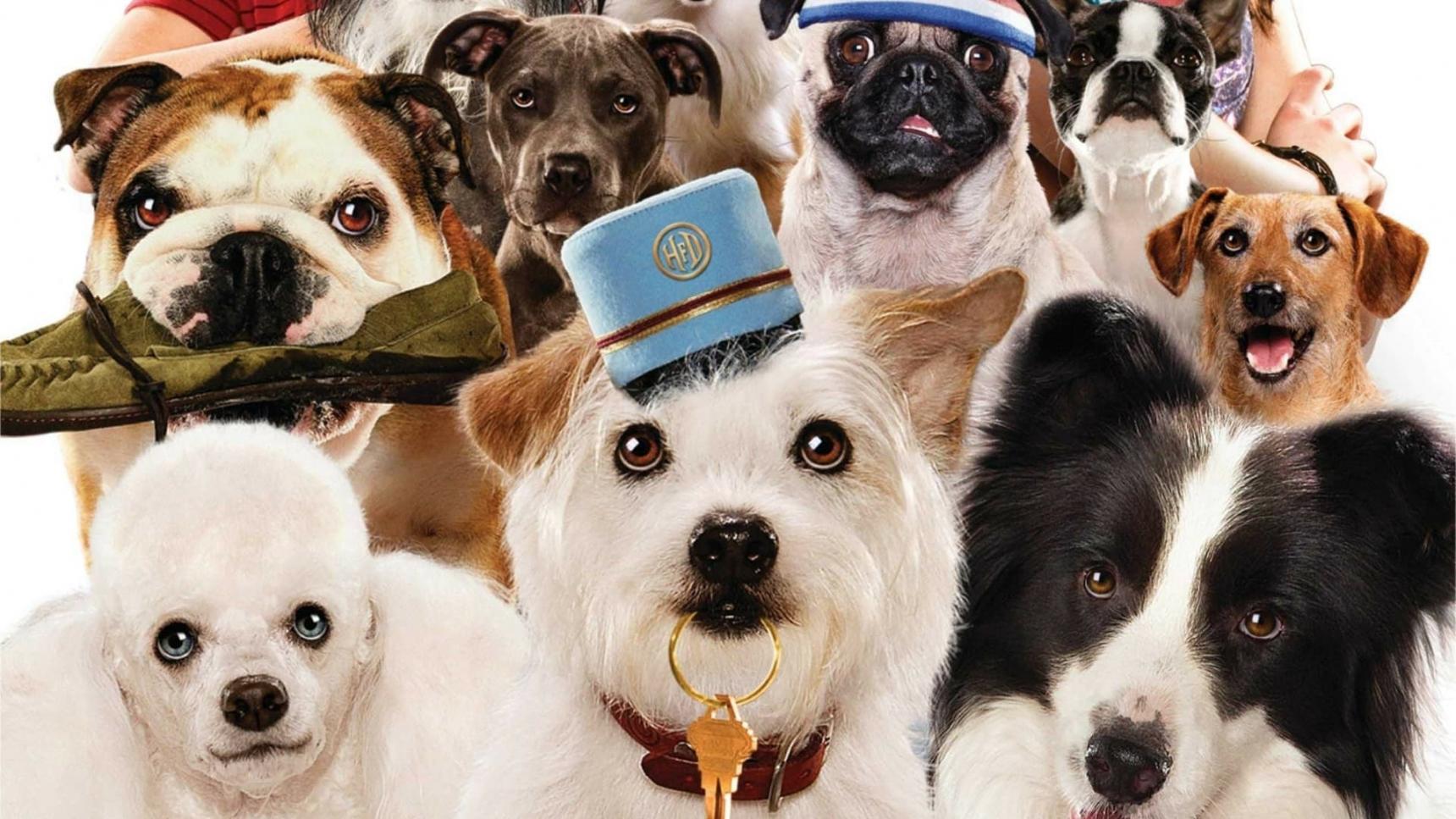 Fondo de pantalla de la película Hotel para perros en Cliver.tv gratis