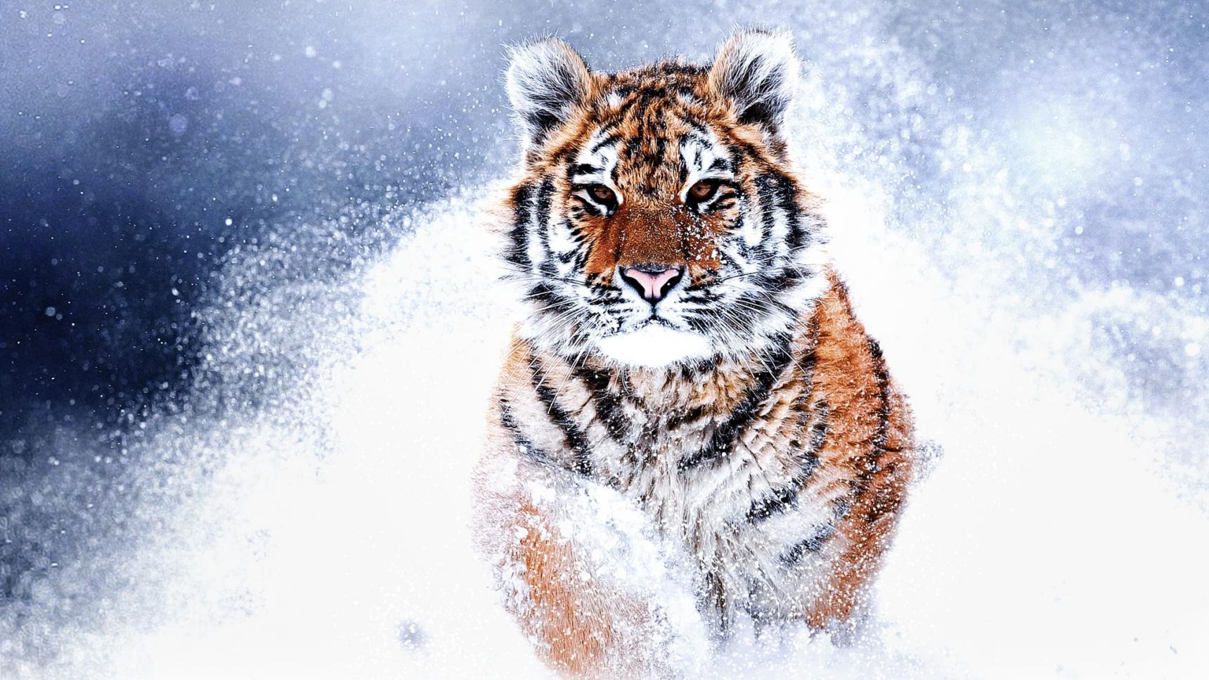 Fondo de pantalla de la película Tigres salvajes de Rusia en Cliver.tv gratis