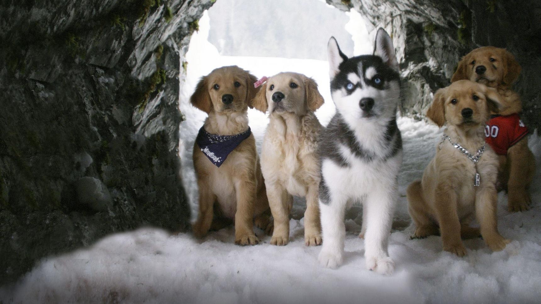 Fondo de pantalla de la película Snow Buddies: Cachorros en la nieve en Cliver.tv gratis