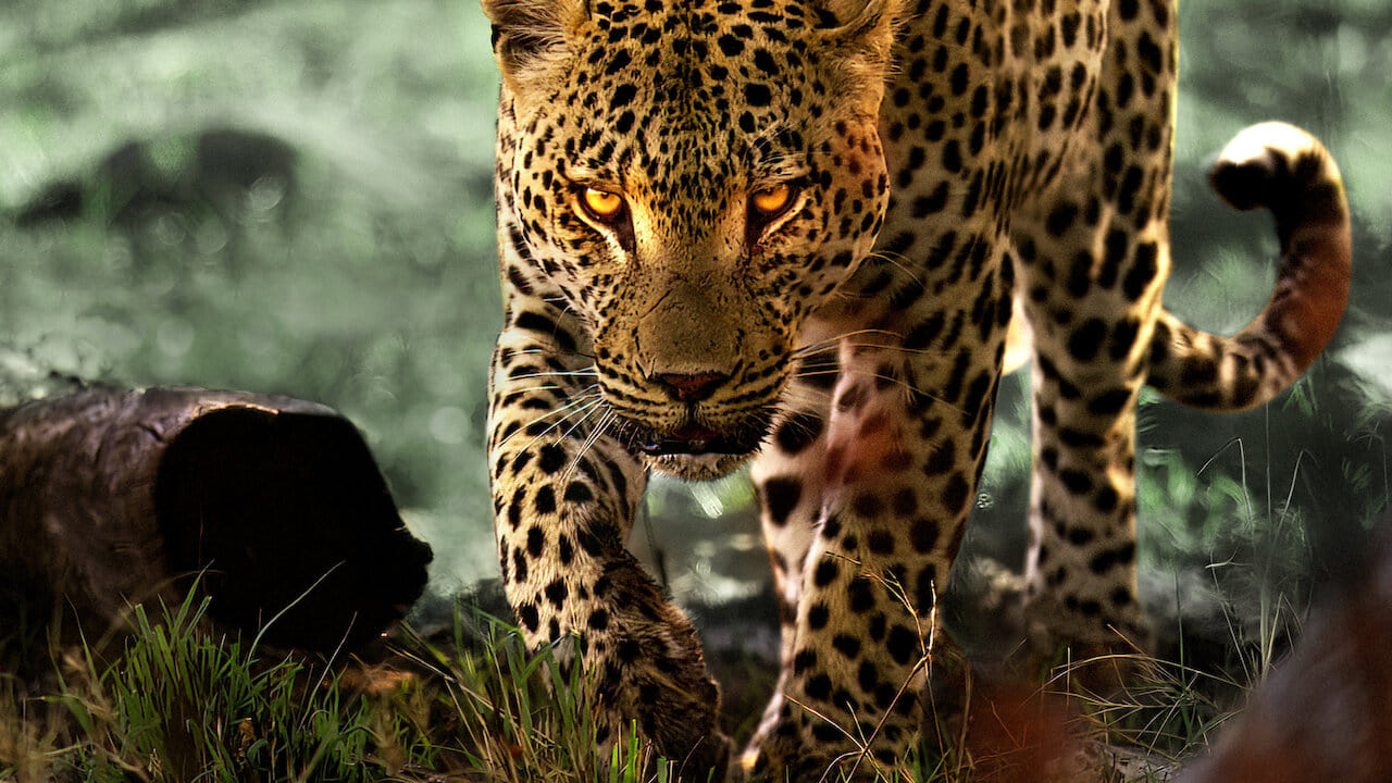 poster de La vida entre leopardos